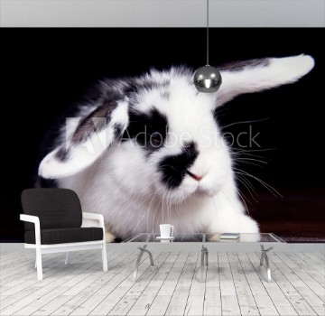 Picture of  rabbit on a wooden dark background